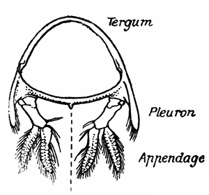 Abdominal Somite