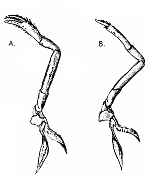 Walking Legs of Lobster