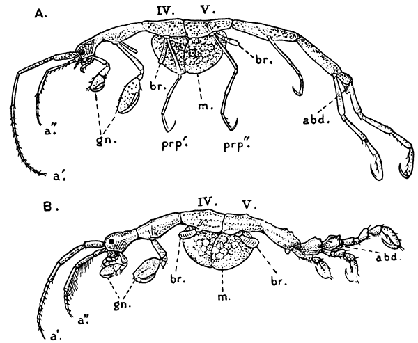 Two Species of Caprellid