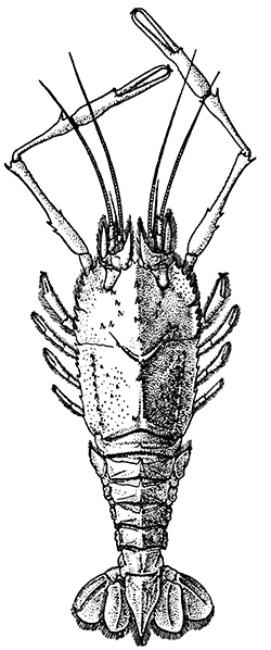 Polycheles phosphorus