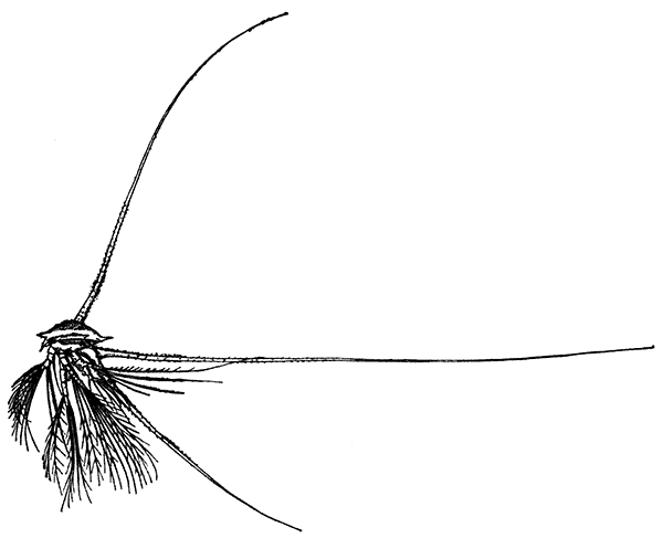 The Nauplius Larva of a Species of Barnacle