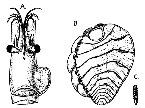 Effects of Bopyroides hippolytes