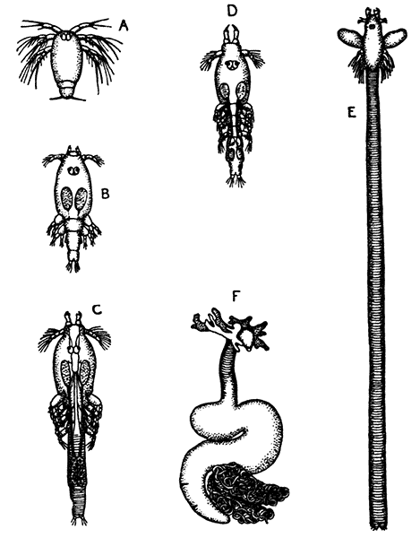 Stages of Development of Lerna branchialis