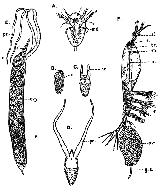 Stages in the Life-history of Hmocera dan