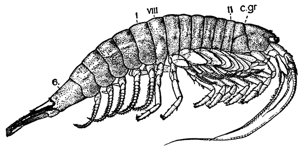 The Tasmanian Mountain Shrimp