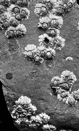 Group of Acorn-Shell Barnacles